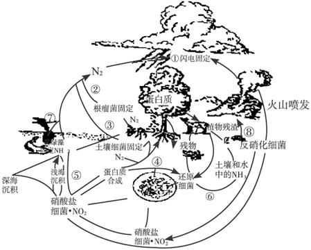 下图是自然界中的氮的循环图,请据图完成下列问题