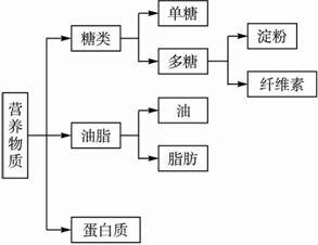 用一个结构图表示营养物质的结构.